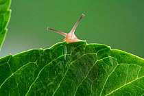 Snail (Euhadra herklotsi herklotsi) looking over leaf, only tentacles visible, Japan
