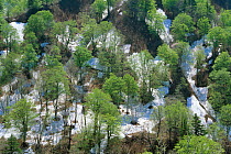 Aerial view of Japanese Beech woods (Fagus crenata) with some snow, Gassan, Yamagata, Japan, May 1985