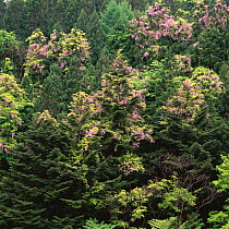 Aerial view of Japanese Wisteria (Wisteria brachbotrys) climbing and flowering over fir and cedar trees, Japan