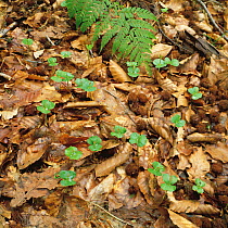 Japanese beech (Fagus crenata) seedlings growing in woodland leaf litter, Japan