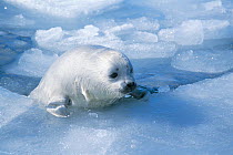 Harp Seal (Phoca groenlandica) pup coming out of icy water, Gulf of St.Laurence, Canada, March