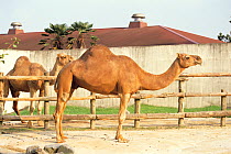 Dromedary / One-humped Camel (Camelus dromedarius) captive, Tobu Zoo, Saitama, Japan