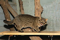 Iriomote Cat (Felis / Prionailurus iriomotensis) captive, Okinawa Zoo and Museum, Okinawa, Japan, Critically endangered