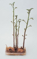 Potato shoots (Solanum tuberosum) sprouting from potato tubers, hydroponic cultivation, Japan