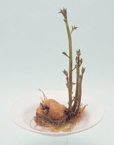 Potato shoots (Solanum tuberosum) sprouting from potato tuber, hydroponic cultivation, Japan