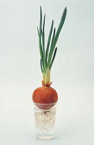 Onion (Allium cepa) sprouting, hydroponic cultivation, Japan