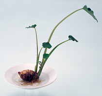 Taro (Colocasia esculenta) shoots sprouting from tuber, hydroponic cultivation, Japan