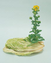 Chinese cabbage (Brassica rapa) flowering shoot sprouting from leaves, Japan