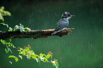 Greater Pied / Crested kingfisher (Megaceryle lugubris) shaking off droplets of water after coming out of water, Shiga, Japan, June