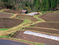 Aerial view of rice paddy fields (Oryza sativa) fixed-point observation of seasonal changes, spring, Shiga, Japan, April, sequence 1/8