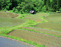 Aerial view of rice paddy fields (Oryza sativa) fixed-point observation of seasonal changes, spring, Shiga, Japan, May, sequence 2/8