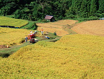Aerial view of rice paddy fields (Oryza sativa) fixed-point observation of seasonal changes, harvesting in late summer, Shiga, Japan, September, sequence 6/8