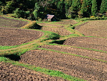 Aerial view of rice paddy fields (Oryza sativa) fixed-point observation of seasonal changes, ploughed fields in early winter, Shiga, Japan, November, sequence 7/8
