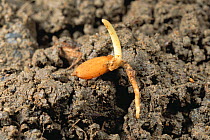Rice (Oryza sativa) grain germinating with shoot and root 3 days after sowing seeds, Shiga, Japan, sequence 1/4
