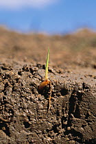 Rice (Oryza sativa) grain germinating with shoot and root 8 days after sowing seeds, Shiga, Japan, sequence 2/4