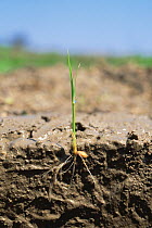 Rice (Oryza sativa) grain germinating with shoot and roots 15 days after sowing seeds, Shiga, Japan, sequence 3/4