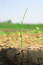 Rice (Oryza sativa) grain germinating with shoot and roots 25 days after sowing seeds, Shiga, Japan, sequence 4/4