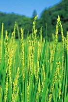 Rice (Oryza sativa) plants with flowers almost wilted, Shiga, Japan, Asia, August