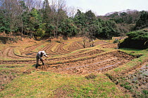 Cultivating Rice (Oryza sativa) plants in rice field,  Shiga, Japan, Asia, March