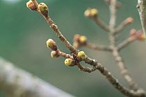 Cherry tree branch (Prunus / Cerastes sp) flower buds opening in early spring, March, Shiga, Japan, flowering sequence 3/9