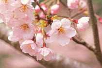 Cherry tree branch (Prunus / Cerastes sp) flowers in bloom, April, Shiga, Japan, flowering sequence 6/9