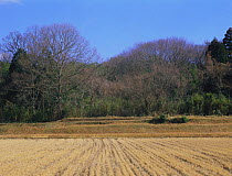 Rice field with Sawtooth oak (Quercus acutissima) on edge of woodland, Shiga, Japan, February, fixed-point sequence 1/17
