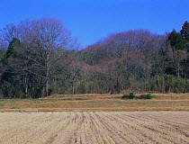 Rice field with Sawtooth oak (Quercus acutissima)  on edge of woodland, Shiga, Japan, March, fixed-point sequence 2/17