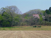 Rice field with Sawtooth oak (Quercus acutissima) on edge of woodland, Shiga, Japan, mid-April, fixed-point sequence 4/17