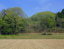 Rice field with Sawtooth oak (Quercus acutissima)  on edge of woodland, Shiga, Japan, late-April, fixed-point sequence 5/17