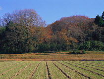 Rice field with Sawtooth oak (Quercus acutissima) on edge of woodland, Shiga, Japan, late-December, fixed-point sequence 7/17