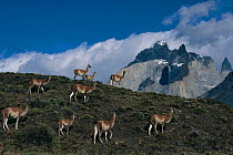 Herd of Guanaco (Lama guanicoe) Patagonia, Argentina