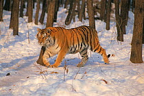 Siberian tiger (Panthera tigris altaica) walking in snow in woodland, Gaivoron, Russia Endangered species