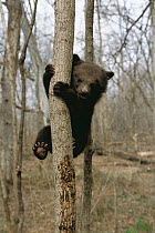 Asiatic black bear (Ursus thibetanus) cub climbing tree, Russia, spring