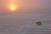 Polar Bear (Ursus maritimus) walking across snowy ice field at dawn, Cape Churchill, Canada