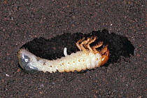 Cross section through soil showing leaf chafer larva (Mimela sp) with egg of a parasitic Scolid wasp (Campsomeriella / Campsomeris annulata),  Japan