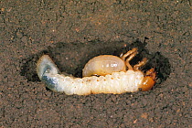 Cross section through soil showing leaf chafer larva (Mimela sp) growing thinner as larva of parasitic Scolid wasp (Campsomeriella / Campsomeris annulata) feeds off it, Japan