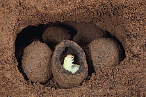 Cross section of Scarab beetle (Copris acutidens) larva in a dung ball, Japan