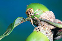Weevil (Curculio dentipes) boring a hole into the acorn of Konara Oak (Quercus serrata) to lay eggs, Japan
