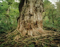 Japanese Cedar / Yakusugi tree (Cryptomeria japonica) ancient tree with exposed roots, Yakushima, Kagoshima, Japan
