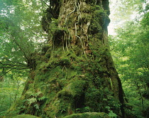 Japanese Cedar / Yakusugi tree (Cryptomeria japonica) ancient tree with moss covered trunk, Yakushima, Kagoshima, Japan
