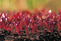 Amaranth / Josephs Coat (Amaranthus tricolor) seeds germinating