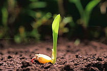 Maize / corn plant (Zea mays) seed germinating, shoot and root clearly visible