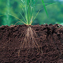 Rice plant (Oryza sativa) root system , cross-section in soil, Japan