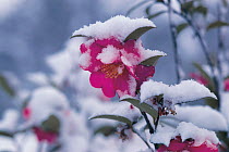 Sazanqua Camellia (Camellia sasanqua) flowering in snow, Japan