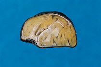 Morning Glory (Ipomoea nil) seed, cross-section