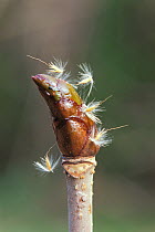 Japanese Horsechestnut (Aesculus turbinata) winter sticky bud covered in fluff of Japanese silver grass, Japan