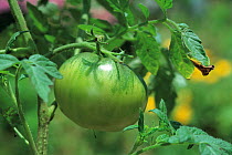 Tomato (Solanum lycopersicum) fruit ripening on plant. sequence 1/2