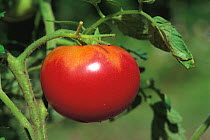 Tomato (Solanum lycopersicum) fruit ripening on plant, sequence 2/2