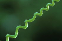 Sponge Gourd / Loufa plant (Luffa aegyptiaca) tendril curling, at the point of reversion,
