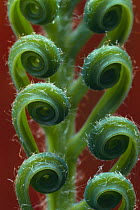 Japanese Fern Palm (Cycas revoluta) leaf, close-up